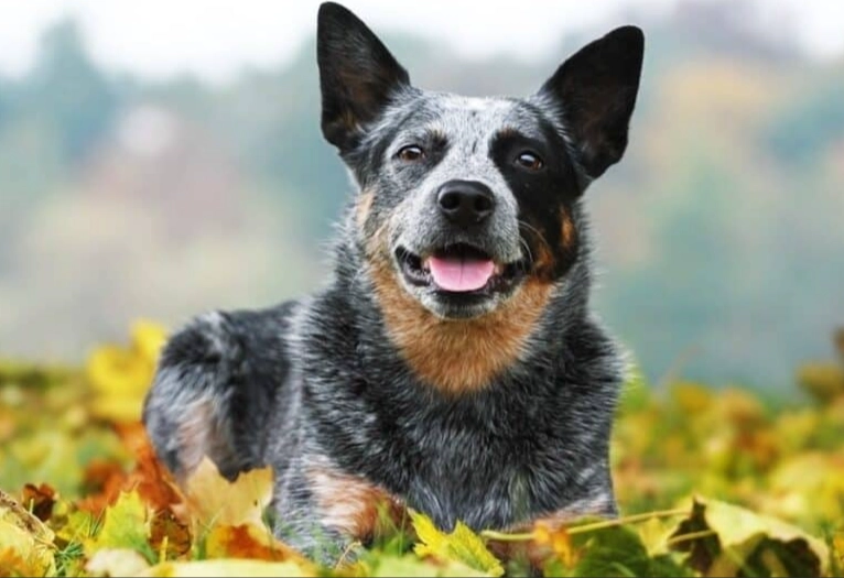 Australian Cattle Dog