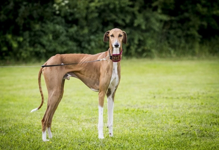 azawakh temperament azawakh temperament