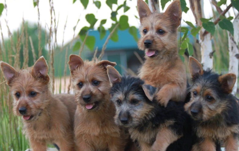 Australian Terrier temperament
