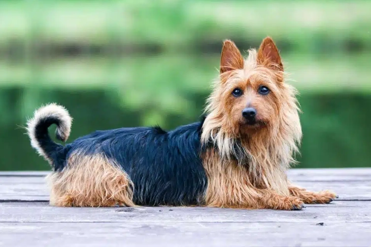 Australian Terrier weight Australian Terrier weight