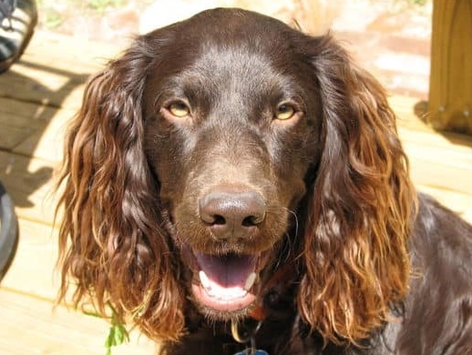 hunting dog breeds hunting dog breeds