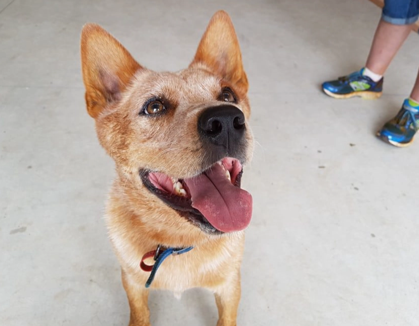 Australian Cattle Dog temperament