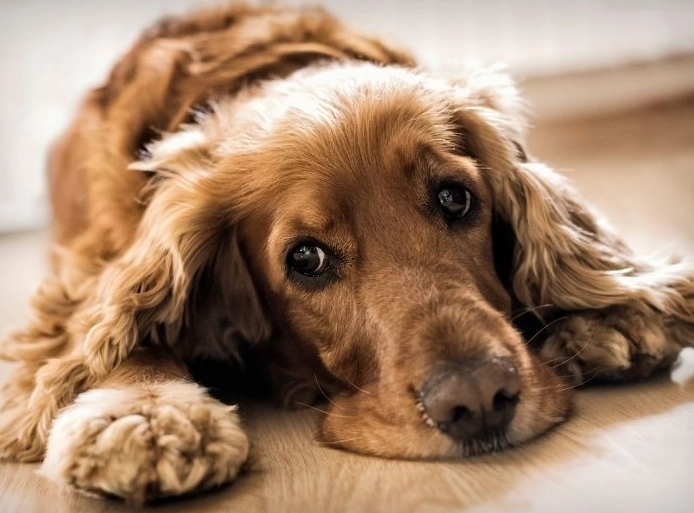 American Water Spaniel shedding