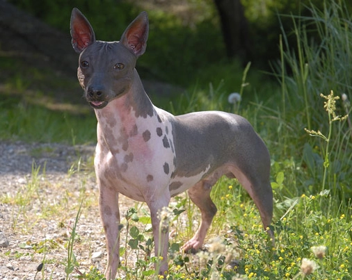 find American Hairless Terrier puppy