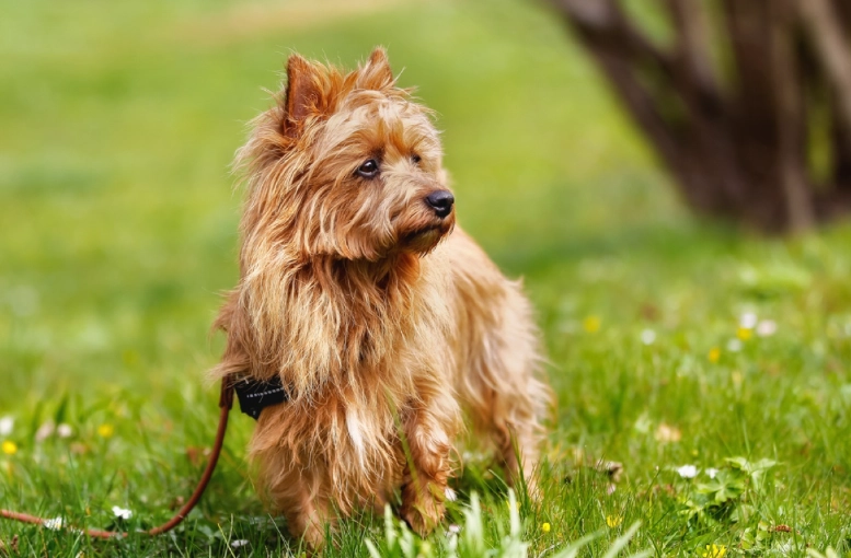 Australian Terrier height Australian Terrier height