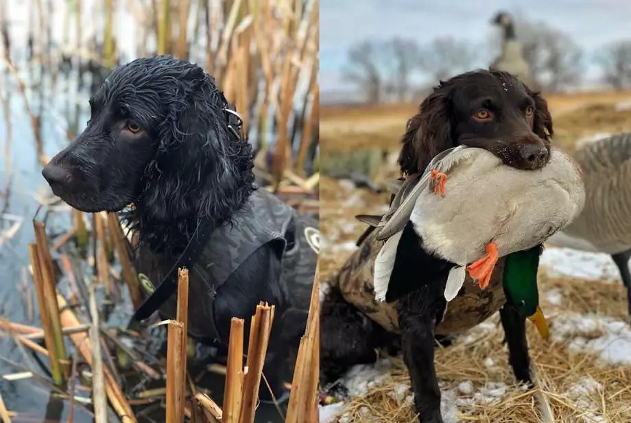 Boykin Spaniel vs American Water Spaniel