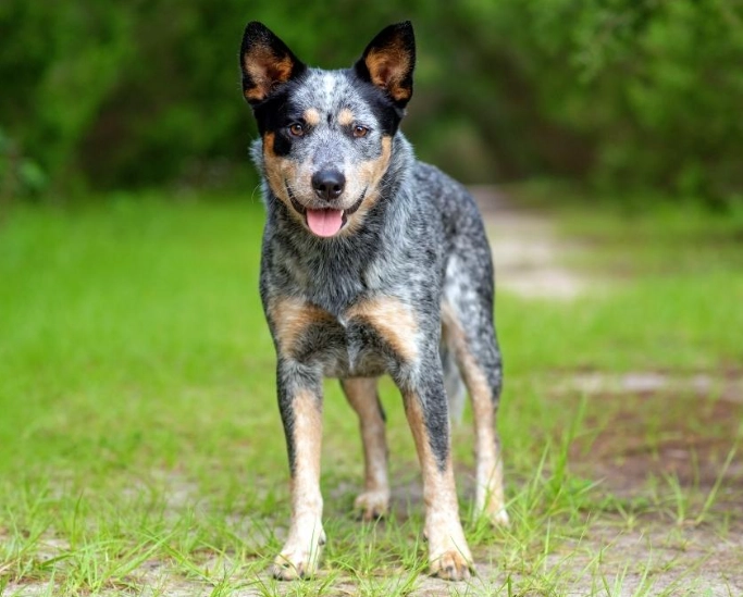 Australian Cattle Dog white coat