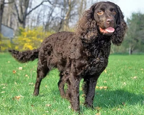 American Water Spaniel ideal weight