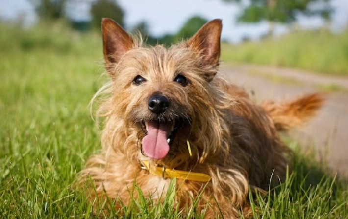 Australian Terrier temperament