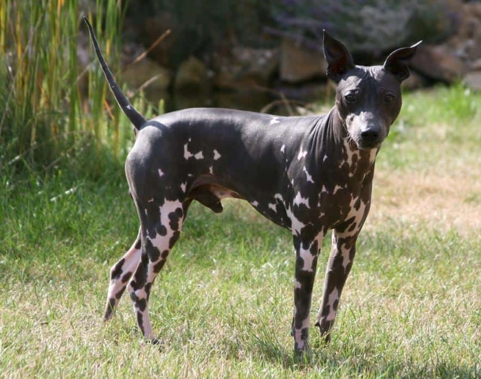 hairless dog breed availability