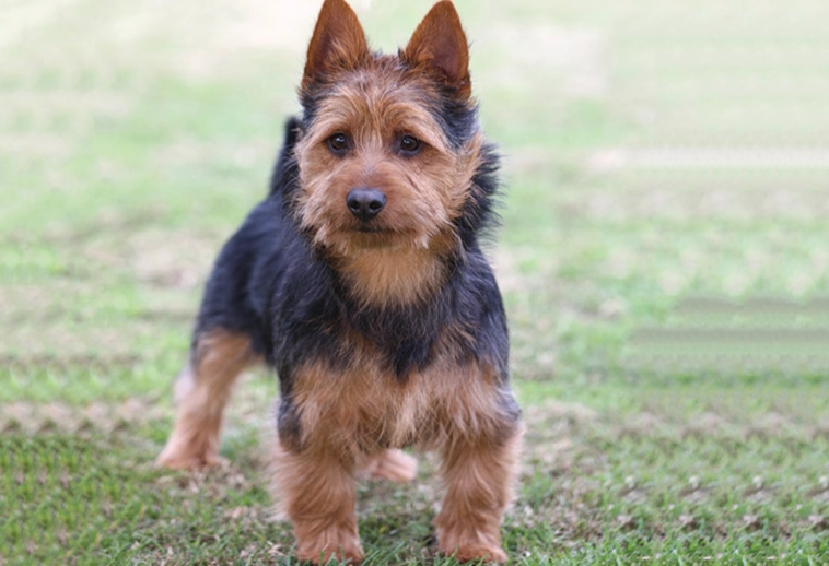 Are Australian Terriers good pets?