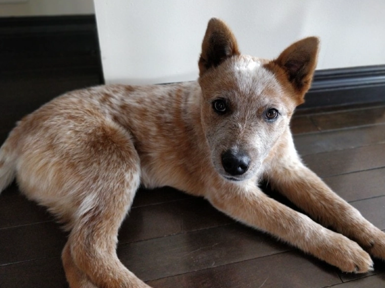 red Australian Cattle Dog