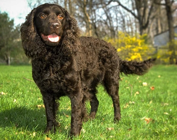 maintain American Water Spaniel weight