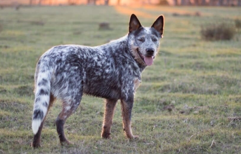 Australian Cattle Dog Blue Heeler difference