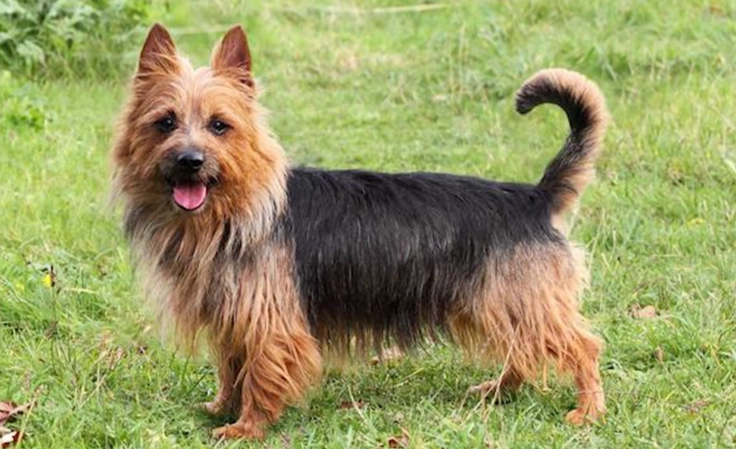 Australian Terrier size