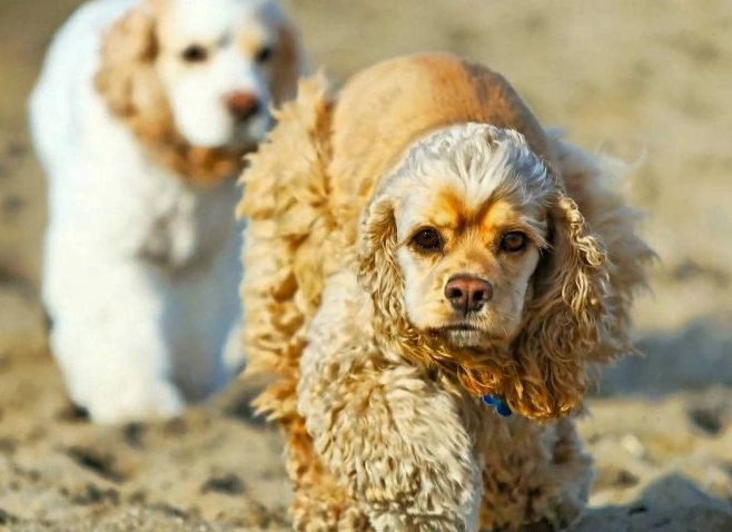low shedding dog breeds