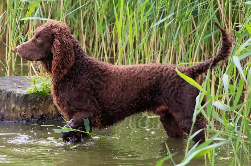 American Water Spaniel shedding