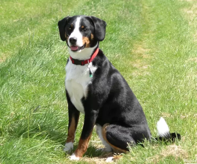 hypoallergenic mountain dog