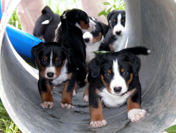 hypoallergenic mountain dog