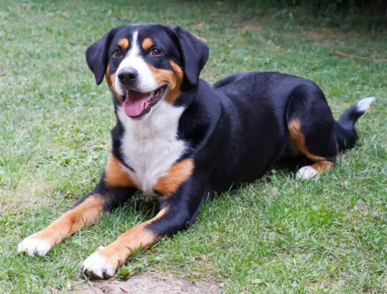 low allergy Swiss dog