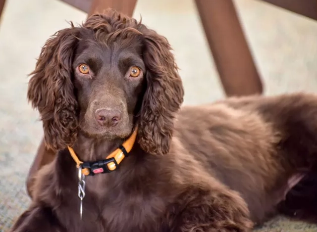 What is the difference between a Boykin spaniel and an American Water Spaniel?