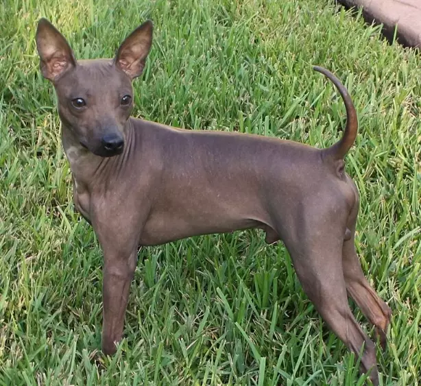American Hairless Terrier rarity