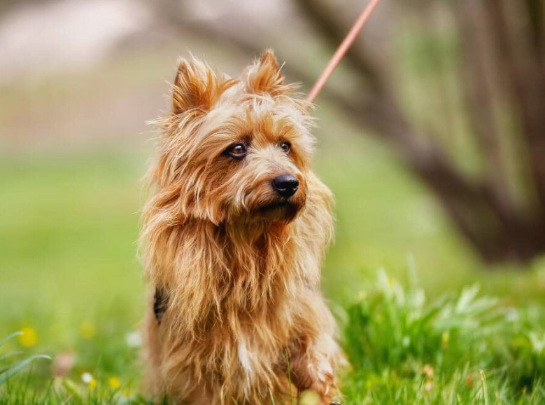 are Australian Terriers and Yorkies the same are Australian Terriers and Yorkies the same