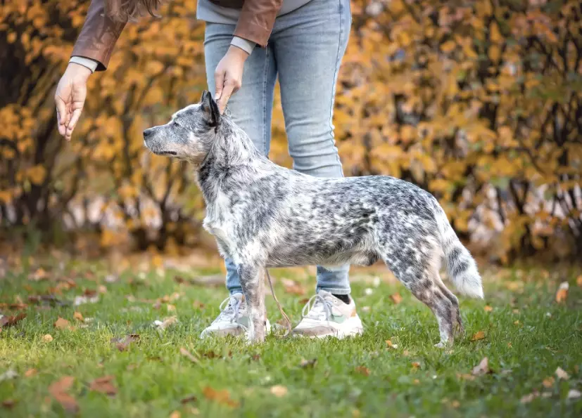 Australian Cattle Dog temperament