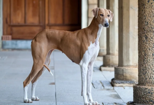 Azawakh care guide Azawakh care guide