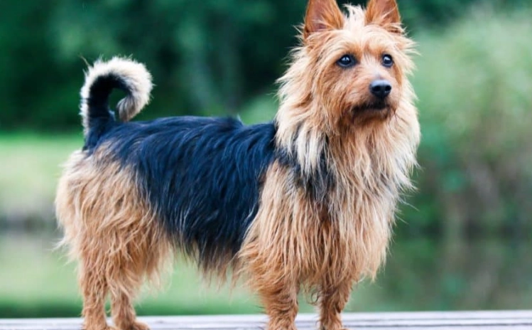 Australian Terrier temperament Australian Terrier temperament