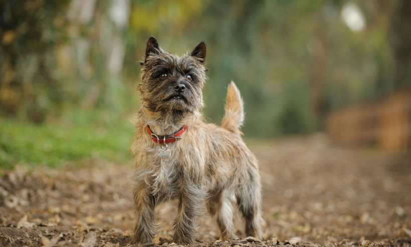 Australian Terrier temperament Australian Terrier temperament