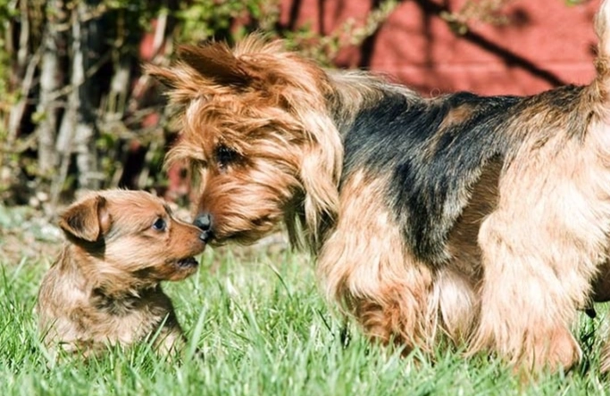 Australian Terrier height Australian Terrier height