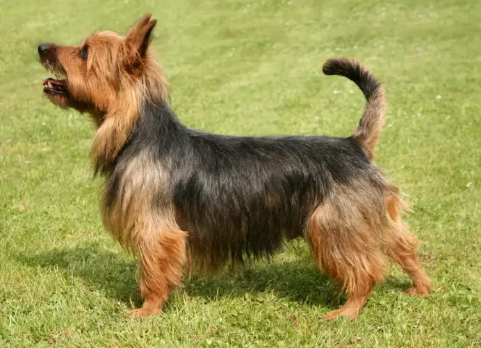 Australian Terrier weight Australian Terrier weight