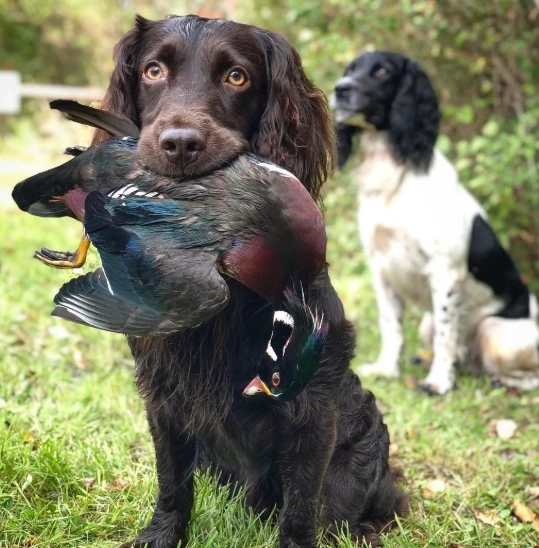 best water dog breed