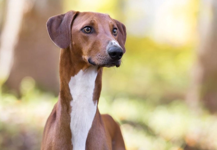 Azawakh care guide Azawakh care guide