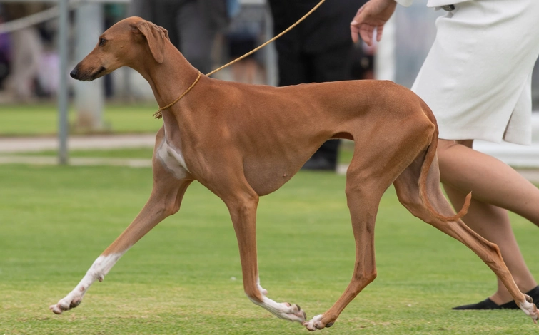 how fast is an Azawakh how fast is an Azawakh