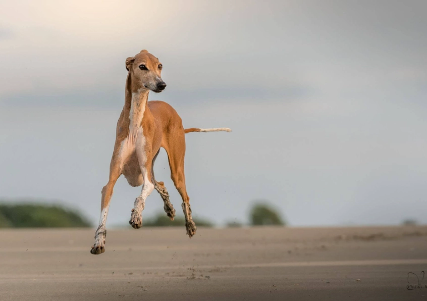 sighthound speed sighthound speed
