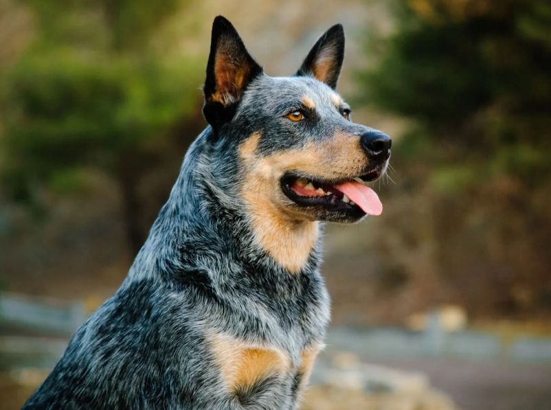 how long do Australian Cattle dogs live