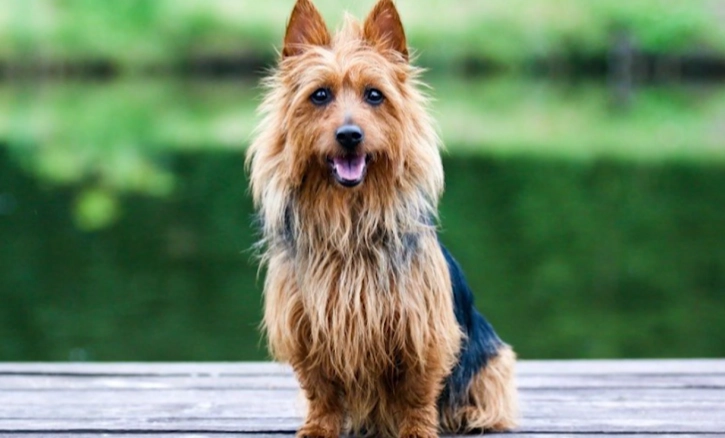 Australian Terrier pet