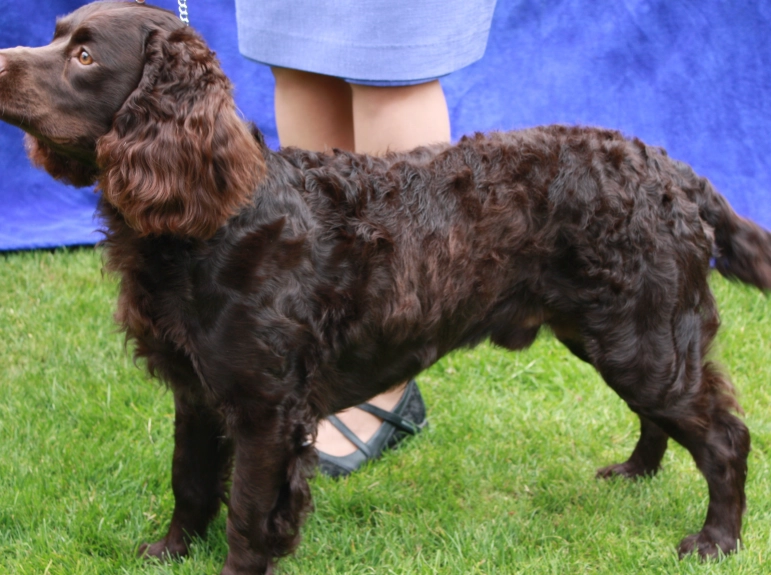 low shedding dog breeds