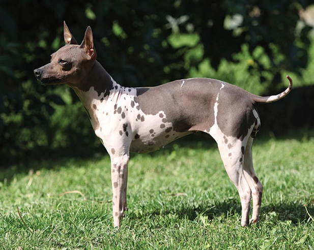 find American Hairless Terrier puppy