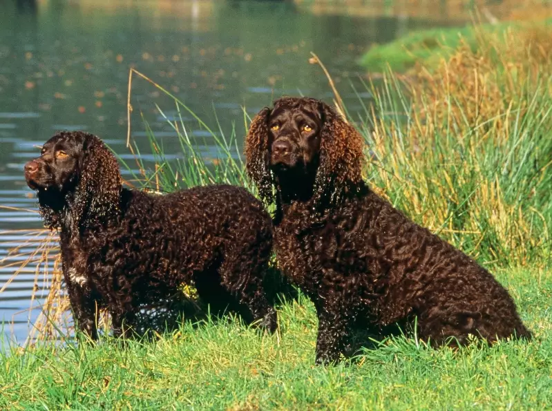 American Water Spaniel shedding