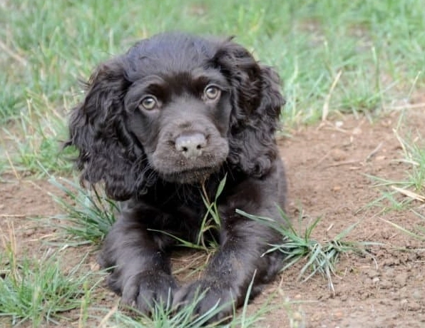 Boykin Spaniel vs American Water Spaniel