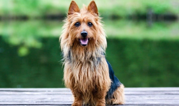 Australian Terrier personality Australian Terrier personality