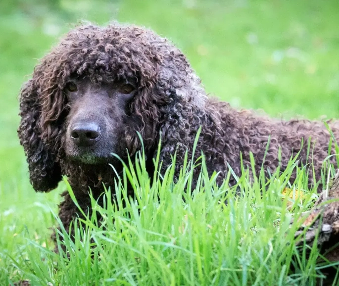 hypoallergenic dog breeds
