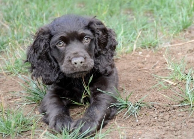 family hunting dogs family hunting dogs