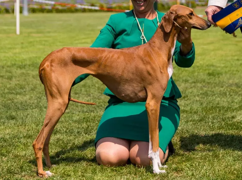 Are Azawakh dogs good pets?