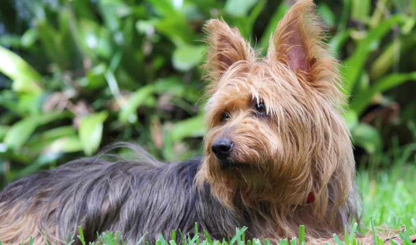 Australian Terrier