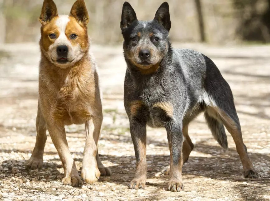 Australian Cattle Dog temperament