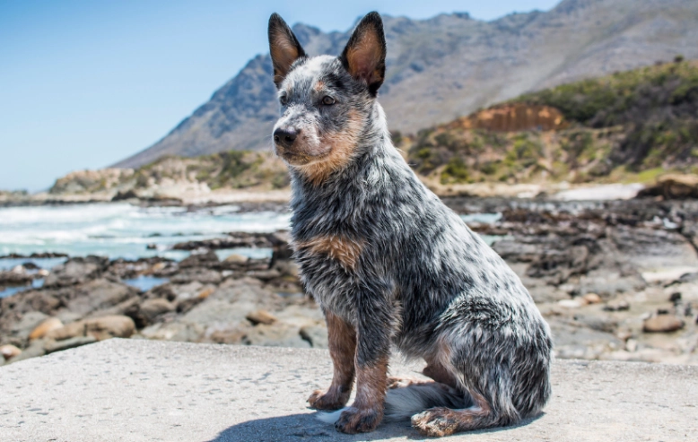 Australian Cattle dog health problems